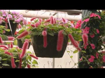 Blooming Hanging Baskets & Flower Pouches